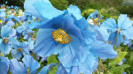 Akureyri: De Mecanopsis Cambria, de IJslandse blauwe papaver